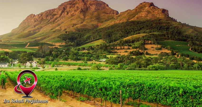 Bersepeda Menyusuri Kebun Anggur Stellenbosch